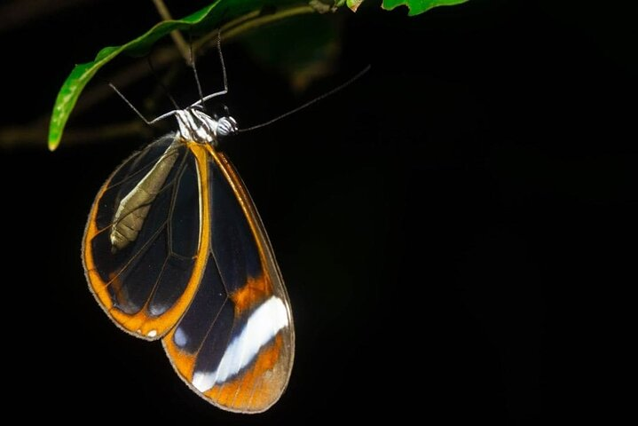 Monteverde Coffee, Chocolate and Night Tour - Photo 1 of 7